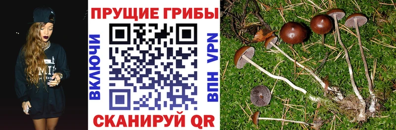 дарнет шоп  Солигалич  Галлюциногенные грибы Cubensis 